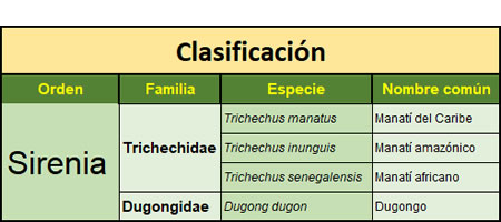 clasificacion de los manaties